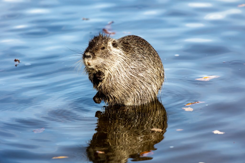 Nutrie sedí v mělké modře odrážející vodě, pod tělem se rýsuje její odraz.