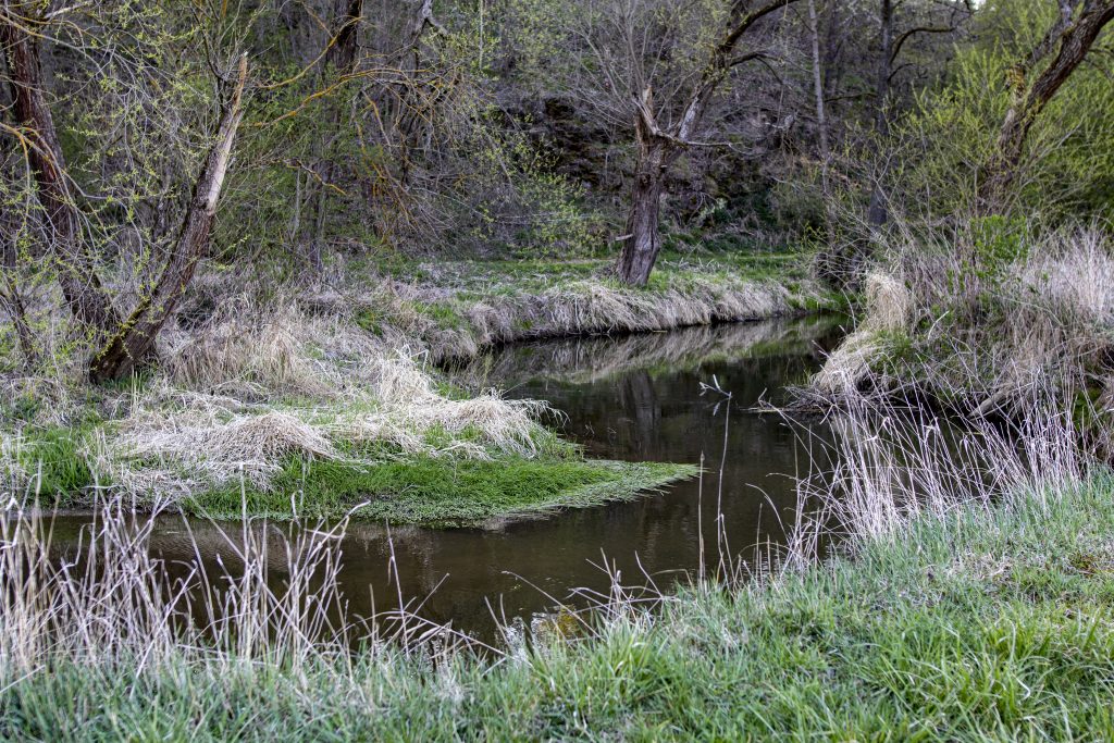 Klidný potok se stáčí mezi travnatými břehy, rákosím a stromy s prvními jarními listy.